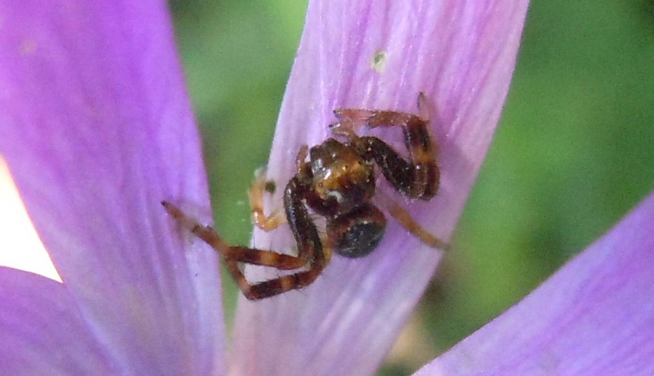 Synema globosum dalla costiera